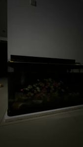 LAMPU AKUARIUM GANTUNG MORI DAY & NIGHT DN 600