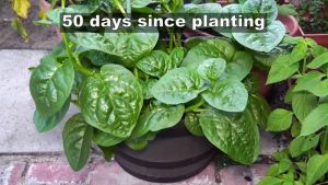 SULIT PACK! GREEN ALUGBATI SEEDS (4pcs seeds) - TAGALOG HYBRID/EASY TO GROW/SUPER GREEN/TAGALOG/HIGH YIELDING VARIETY