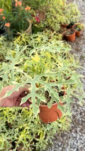 Cnidoscolus aconitifolius Variegated Spinach Chaya tree | The Plant Project
