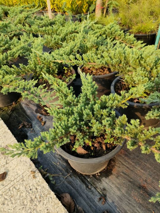 ต้นสนเลื้อยกระถาง 11 นิ้ว ต้นใหญ่