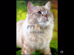 MEOWSOO Tuna/Cod/Salmon/Chicken Makanan Kucing 15g/ Cat Stick/Cat Snack/Cat Treats/Cat Wet Food/Cat food