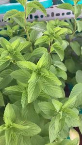 Bạc Hà Nhật JUN GARDEN Cây Gia Vị Pha Trà Pha Nước Uống Đuổi Côn Trùng