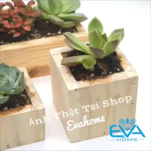 Chậu gỗ Vuông Trồng Cây  Chậu Gỗ Trụ Vuông Để Bàn  Hộp Gỗ Vuông Đựng Quà Trang Trí Decor Vuông 8 x 8 cm