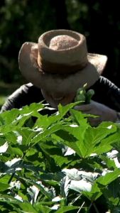 OKRA Seed ` s SMOOTH Variety (Native)