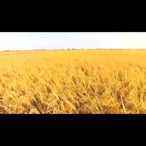 YINLU BaBaoZhou Bubur 8 Rasa Longan/Eight Treasure Congee Porridge Bubur Aneka Biji-Bijian Teratai Rempah China Siap Saji 360gr 银鹭桂圆莲子八宝粥