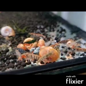 Dr Larva Shrimp Bite: High Protein Feed to Improve Growth Health & Color for Caridina / Neocaridina / Crystal Shrimps. Made with Insect Protein