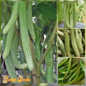 BIJI | BENIH TANAMAN TERONG TUNJUK/TELUNJUK F1