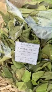 ใบมะกรูดแห้ง Dried Kaffir Lime Leaves ตากแดด 1-2 แดด ก่อนนำมาจำหน่าย