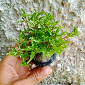 Staurogyne Sp. Porto Velho 15 batang Tanaman Aquascape