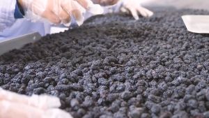 Dried mulberries 120g/can Dried mulberries canned black mulberries soaked mulberries big fruit