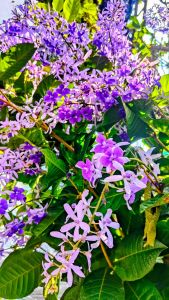 พวงครามออสเตรเลีย กระถาง 11 นิ้ว ต้นสูง 70-80 ซม. (กทม)