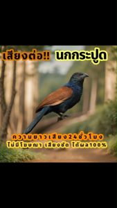 เสียงนกกระปูด เสียงต่อนกกระปูด เสียงล่อนกกระปูด ต่อเข้าเร็ว USBแฟลชไดร์ฟเสียงต่อนกกระปูด ไม่มีโฆษณาแทรก