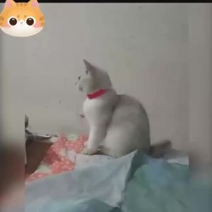 Pet Cat Collars Prevent Fleas Mites And Ticks Kittens And Puppies Treatment Neckbands Prevent Flea