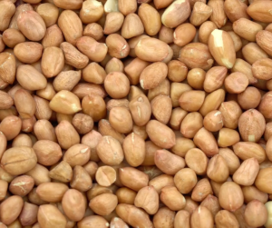 Chedings Peanut ILIGANs PRIDE