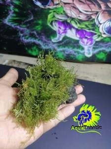 Stonemoss live aquatic plants