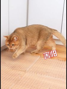 Garden Cat Scat Mat Anti Cat Bird Spike Repellent Mat Prevent Dog Digging 防猫刺网垫