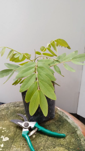 ต้นขี้เหล็ก บ้าน แตกยอดเร็ว โตเร็ว ส่งพร้อมถุง 5.5นิ้ว ขี้เหล็กบ้าน ขี้เหล็กแกง