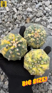 Big Seedling Astrophytum Variegated / 大锦兜 / Cactus Succulents / Kaktus Sukulen / Real Cactus