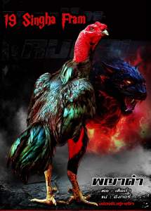 ไข่เชื้อไก่ชน ลูกเสือดำ สุดยอดเบอร์แข้ง รับประกันเชื้อ ฟักออกจริง ส่งด่วนทั่วประเทศ