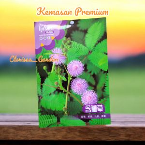 (KEMASAN PREMIUM) BIJI | BENIH BUNGA MIMOSA / PUTRI MALU ( isi -+100 butir)