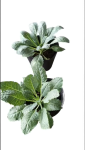 2 Chậu Cải Xoăn Khủng Long bầu c6 trồng thuần hữu cơ