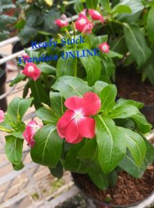 bunga vinca import