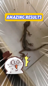Gecko gone overnight Lizard killer Cicak killer ubat cicak paling berkesan lizard repellent lizard trap lizard bait lizard poison cicak umpan cicak racun racun cicak paling kuat 壁虎克星 壁虎药 Pet friendly fast effects lizant racun cicak