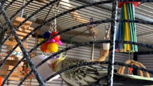 Super Bird Creations PVC Forager Bird Toy