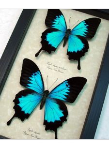 Dieyu: Papilio Ulysses Wings Original Butterfly Specimen Decorative Painting Home Decoration Home Decoration Crafts Gift Gift