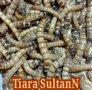 Ulat Jerman 200 gram