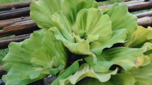 จอกกุหลาบพันธุ์ใหญ่พืชน้ำ ประดับอ่าง บำบัดน้ำเสีย เป็นที่หลบพักของสัตว์น้ำลูกกุ้งลูกปลาบังแกดฝน สวย ถูก สะอาด