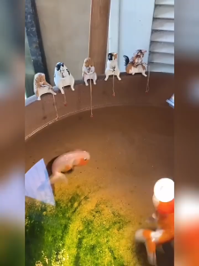 钓鱼猫摆件 Fishing Cat Figurine Aquarium Decoration  Patung Kucing Memancing Hiasan Akuarium Kucing Comel Santa鱼缸造景