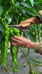 PROMO!!! benih percabean benih cabe besar benih cabe kemasan original isi banyak harga terjangkau