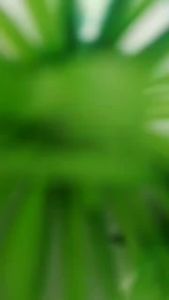 Frame Kacamata PHOTOCROMIC 21001: Kacamata Baca & Antiradiasi UV