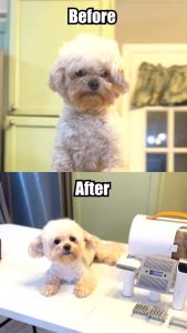 AIRROBO Pet Grooming Kit with Vacuum ชุดตัดแต่งขนสัตว์เลี้ยงแบบ 5 in 1 พร้อมเครื่องดูดเก็บขน ปัตตาเลียน หวีแปรงขน เป่าขน