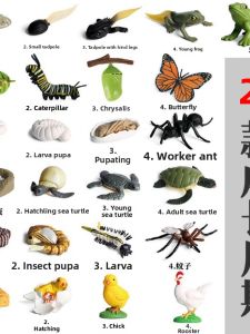 HANYIMOWAN | Educational Animal Lifecycle Toy
