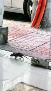 Rodent Repellent Spray for Car & Home – Mouse and Rat Deterrent Prevent Nesting – OBS