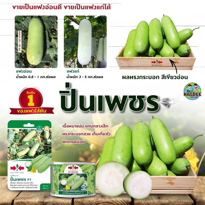 เมล็ดแฟงไส้ตัน ปิ่นเพชร F1 ผลทรงกระบอก เนื้อหนา