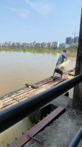 Jaring ikan Stronghorse tenunan tangan jaring cor tangan jaring lempar jaring lempar jaring ikan liontin timah model lama tradisional vintage