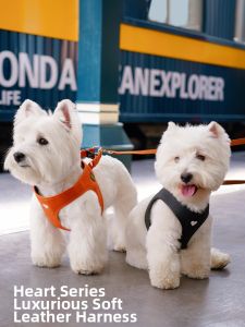 YCQPET | Leather Dog Vest Harness with Lead