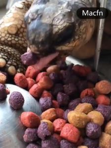 PETSEE Makanan Kura Kura Sulcata Kecil Besar Tortoise Fruit Food Pellet Calcium Pallet 1kg 陸龜食物 陸龜糧 苏卡达 陆龟粮 陆龟食物 陆龟水果粮