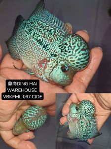 NEW 3.5~4inch VIP BLUE kamfa malao BIG BOOM HEAD FLOWER HORN NICE FISH COMING... 3吋多4吋进口精品版蓝金花马骝水头罗汉靓鱼...头超大...颜色红红带蓝!美👍