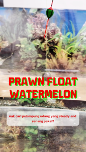 ZENITH WATERMELON PRAWN FISHING FLOAT Mancing Udang Kolam Pelampung Pancing Udang Galah