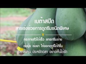 เบต้า สปีด สารช่วยการดูดซึมชนิดพิเศษมีซิลิคอน (Si) ช่วยจับใบ เร่งการดูดซึม