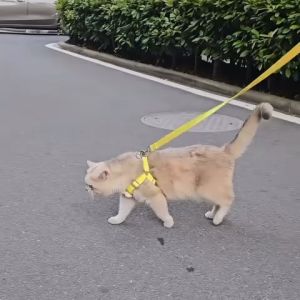 Cute Dog Cat Collar Leash Harness Dog Rope Dog Chain 狗狗/猫咪可爱背心牵引绳（READY STOCK)