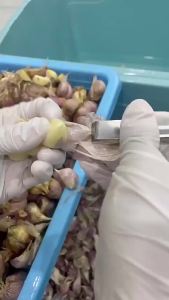 แหนบปอกเปลือกหอม กระเทียม อุปกรณ์ปอกกระเทียม Garlic Peeler