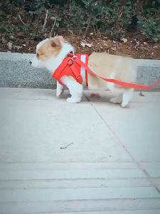 Reflective Cat Adjustable Harness Vest Walking Straps for Cat Lead Leash Kitten Dog Puppy Leads Pet Chest Harness