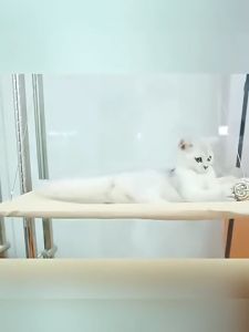 Cat Hammock Window Hanger Up To 17.5kg Hanging Pet Bed Washable Detachable Suction Shelf 55x35cm