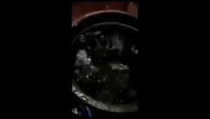 Umpan Pelet Khusus Ikan Tawes & Belanak