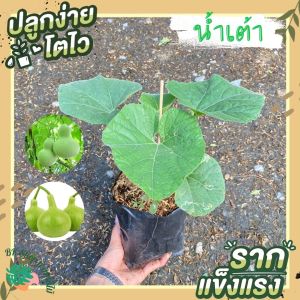 ต้นน้ำเต้า ผักไม้เลื้อย พร้อมปลูก ใส่ถุงเพาะขนาด 6 นิ้ว ผักออแกนิก ผักสวนครัว ผักสวนครัวปลูกง่าย ผักสวนครัวพร้อมปลู